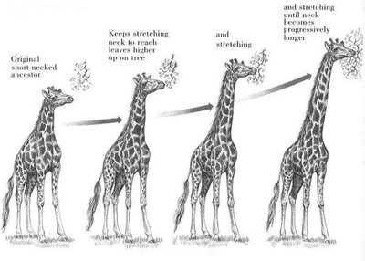 Lamarck's theory of giraffe neck evolution