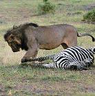 Competition among zebras