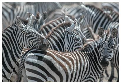 Variation among zebras