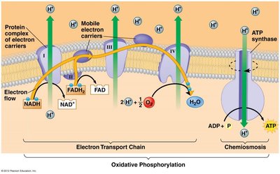 Diagram of chemiosmosis and ATP synthase
