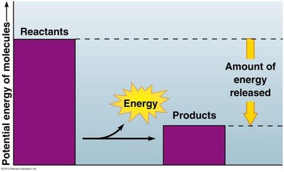Potential energy diagram showing energy release during cellular respiration