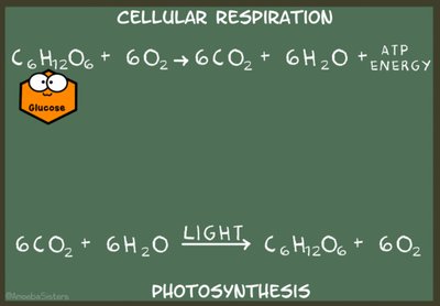 Equation for cellular respiration and photosynthesis