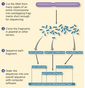 Diagram of the whole-genome shotgun sequencing approach