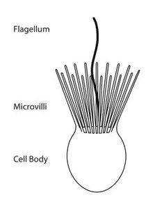 Choanoflagellate cell morphology