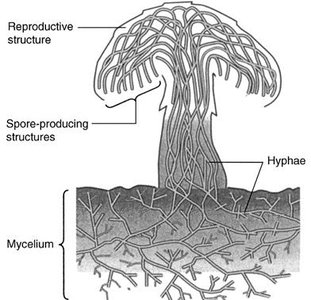 Fungal structure: mycelium, hyphae, and fruiting body