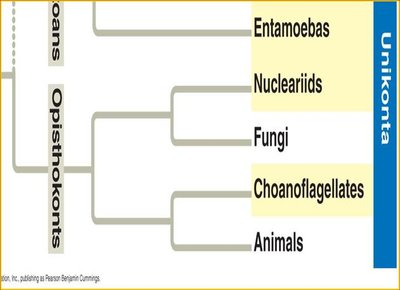Opisthokonta phylogenetic tree