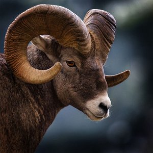 Bighorn sheep with large horns