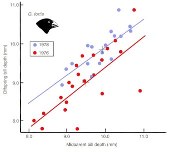 Graph showing heritability of bill depth in Darwin's finches
