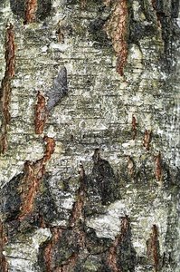 Peppered moth showing industrial melanism