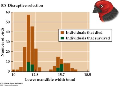 Graph of disruptive selection