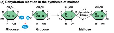 Dehydration reaction in the synthesis of maltose