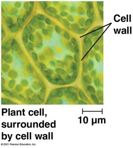 Cellulose structure and plant cell wall