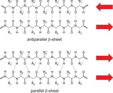 Peptide Bond Formation