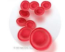 Mature Red Blood Cells
