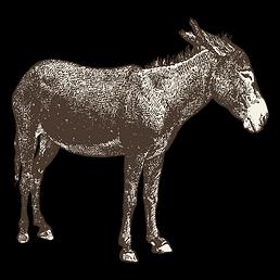 Mule