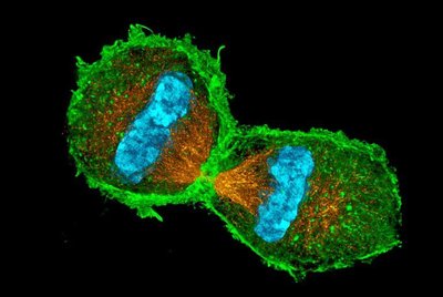 Cell Division