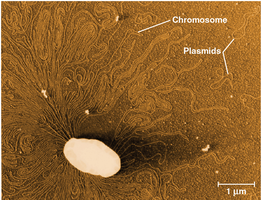 Prokaryotic chromosome and plasmids