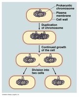 Binary fission in prokaryotes