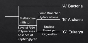 Cladogram showing the three domains and their distinguishing traits