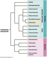 Superphylogeny of Bacteria and Archaea