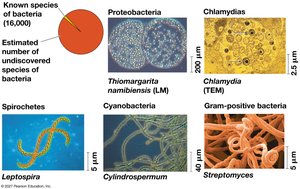 Examples of major bacterial groups