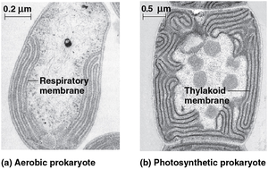 Specialized internal membranes in prokaryotes