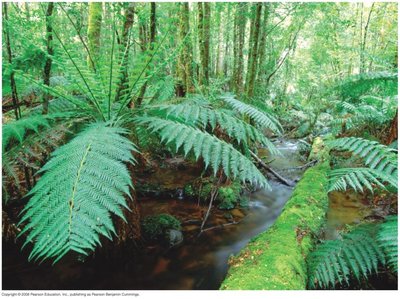 Ferns in a terrestrial forest habitat