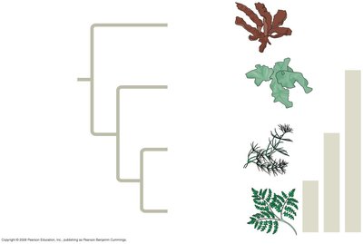 Phylogenetic tree showing evolutionary relationships among algae and land plants