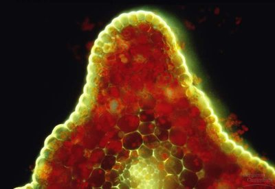Cross-section of a plant cuticle showing adaptation to resist desiccation