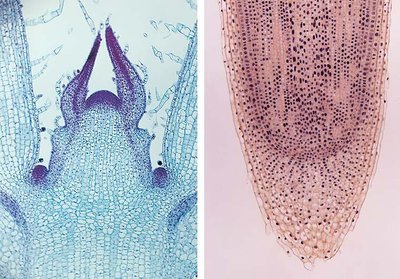 Microscopic images of plant apical meristems