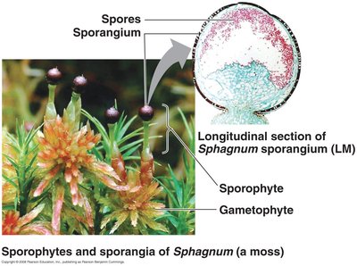 Sporophytes and sporangia of Sphagnum moss