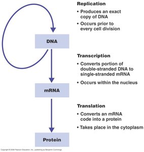 Overview of protein synthesis: DNA to mRNA to protein