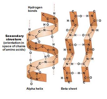 Secondary structure: alpha helix and beta sheet