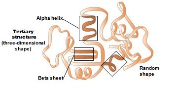 Tertiary structure of a protein