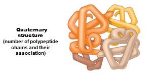 Quaternary structure of a protein