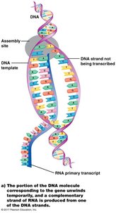 Transcription: DNA unwinding and RNA synthesis