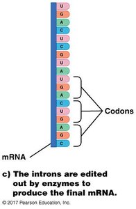 mRNA with codons after intron removal