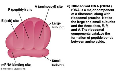 Structure of rRNA and ribosome binding sites