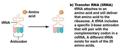 Structure and function of tRNA