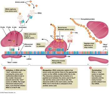 Three stages of translation: initiation, elongation, termination