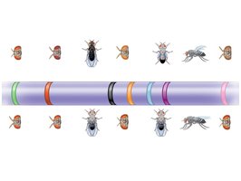 Linkage map of fruit fly genes
