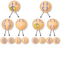 Diagram of nondisjunction in meiosis