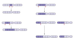 Types of chromosomal structural changes