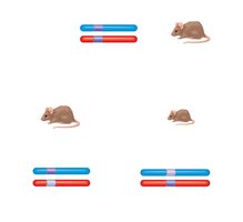Genomic imprinting in mice