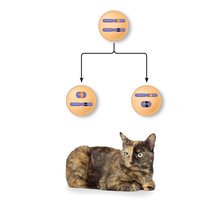 Diagram of X inactivation and mosaic cat