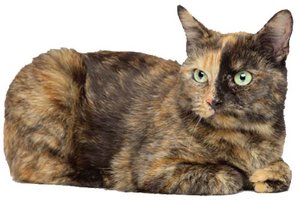 Tortoiseshell cat showing mosaic fur color