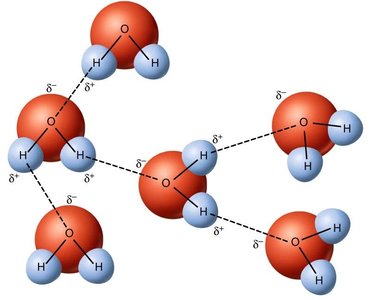 Hydrogen bonds in water