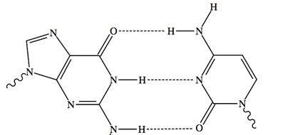 Hydrogen bonds in DNA bases