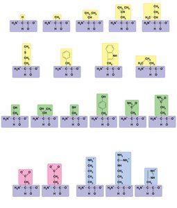 Amino acid side chain diversity