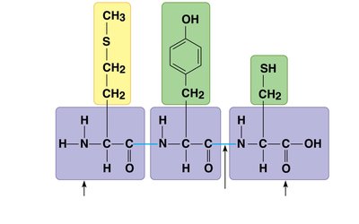 Polypeptide backbone and side chains